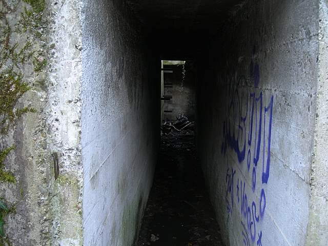 I  Funghi  dopo  l''Uragano